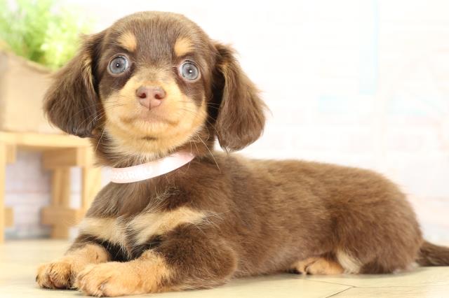 チワックス(チワワ×ダックス)(チョコレートタン)の子犬を価格や特徴で