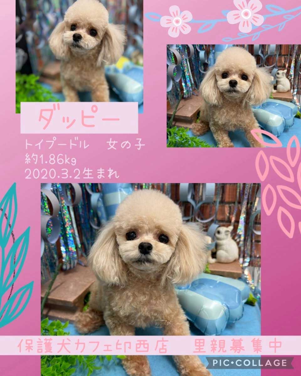 里親募集｜愛するペットのご葬儀なら ペットセレモニープレア