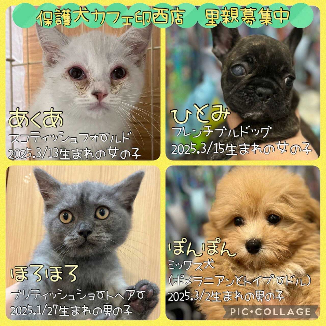 里親募集｜愛するペットのご葬儀なら ペットセレモニープレア