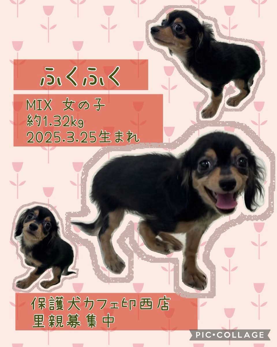 里親募集｜愛するペットのご葬儀なら ペットセレモニープレア