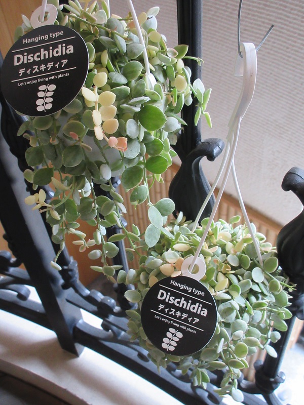 お値段よりワンランク上のフラワーギフト｜Petals