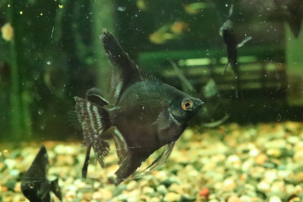 淡水魚】【通販】ブルーサファイヤーエンゼルフィッシュ【1匹