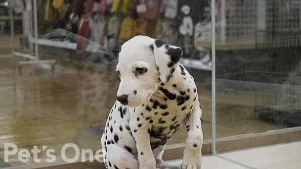 ダルメシアン｜ペット検索｜ペット大好き！