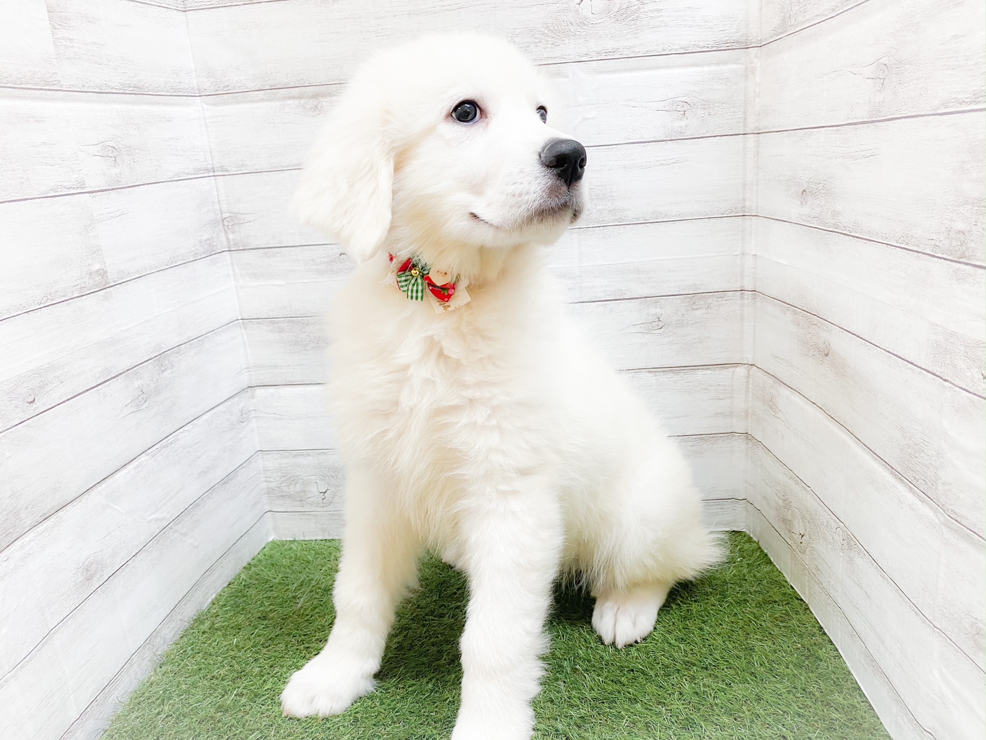 グレート・ピレニーズ｜ペット検索｜ペット大好き！