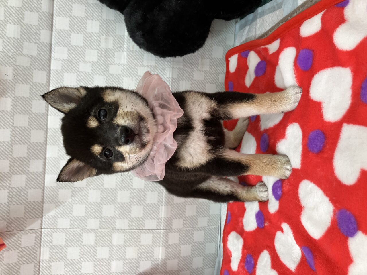 ワンちゃん | 里親募集中 | ペットサロン松山 仔犬の自家繁殖販売