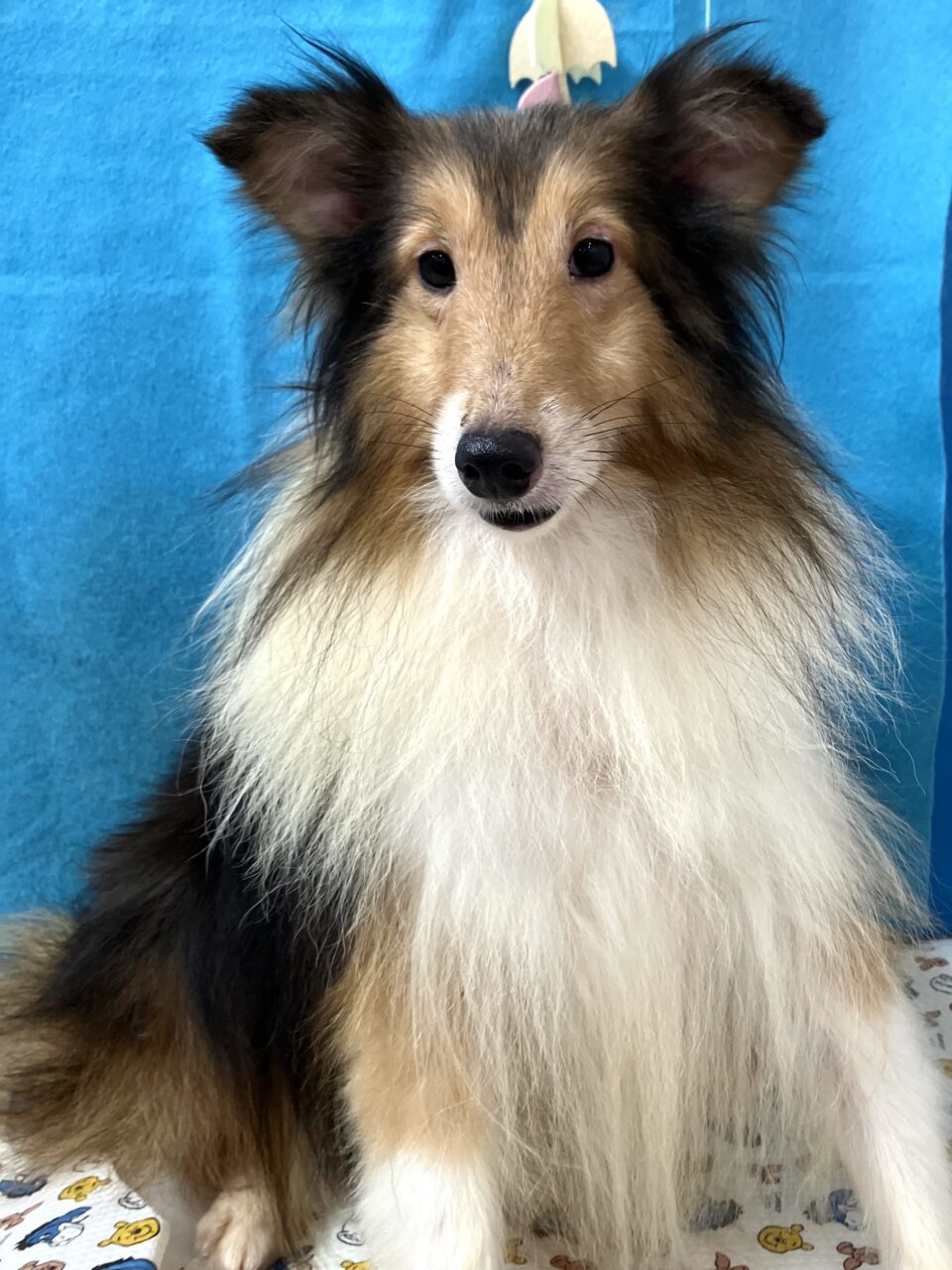 シェットランドシープドッグ | 里親募集中 | ペットサロン松山 仔犬の