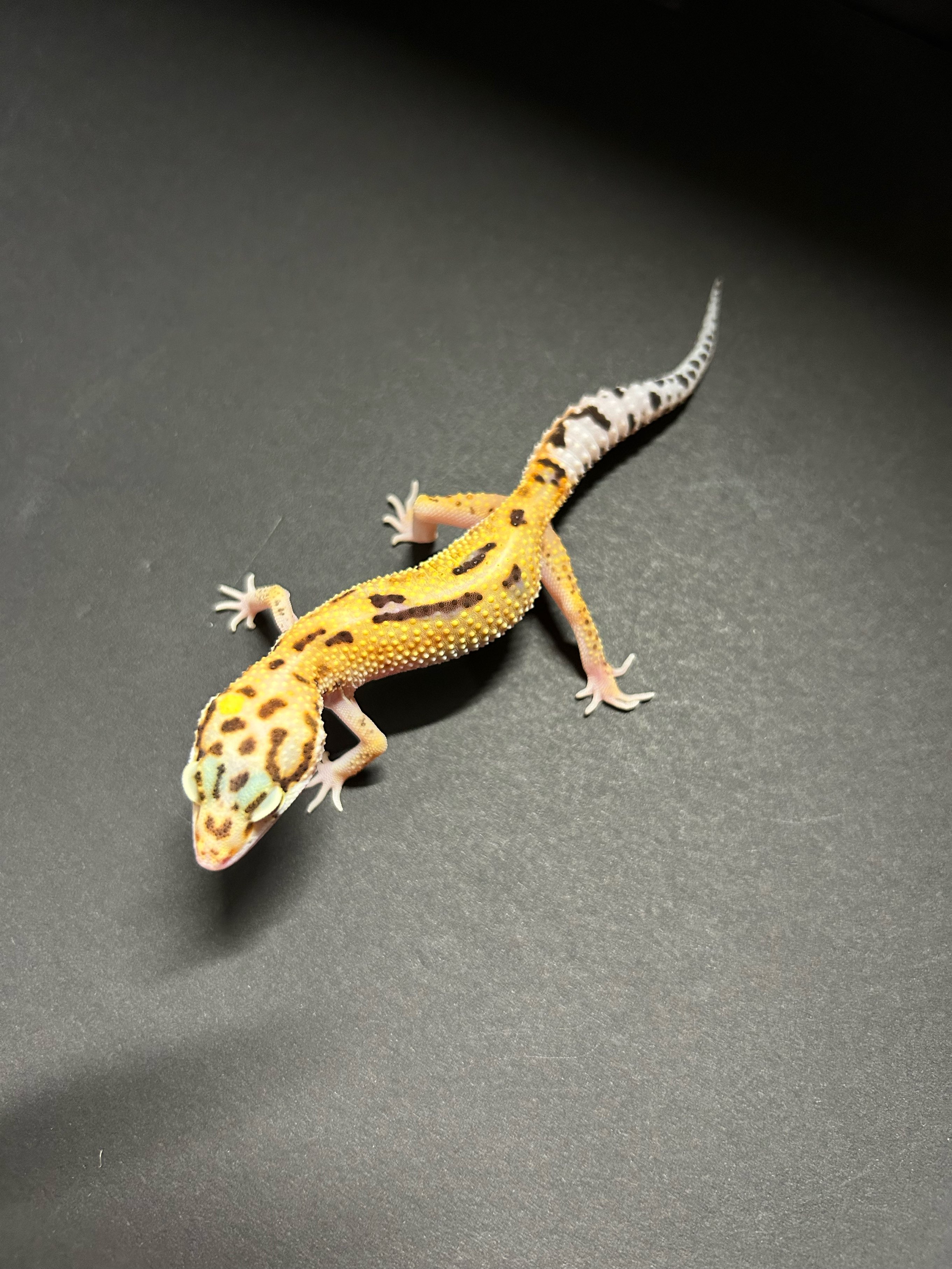価格の安いレオパードゲッコー ハイイエロー ※複数いるため画像は