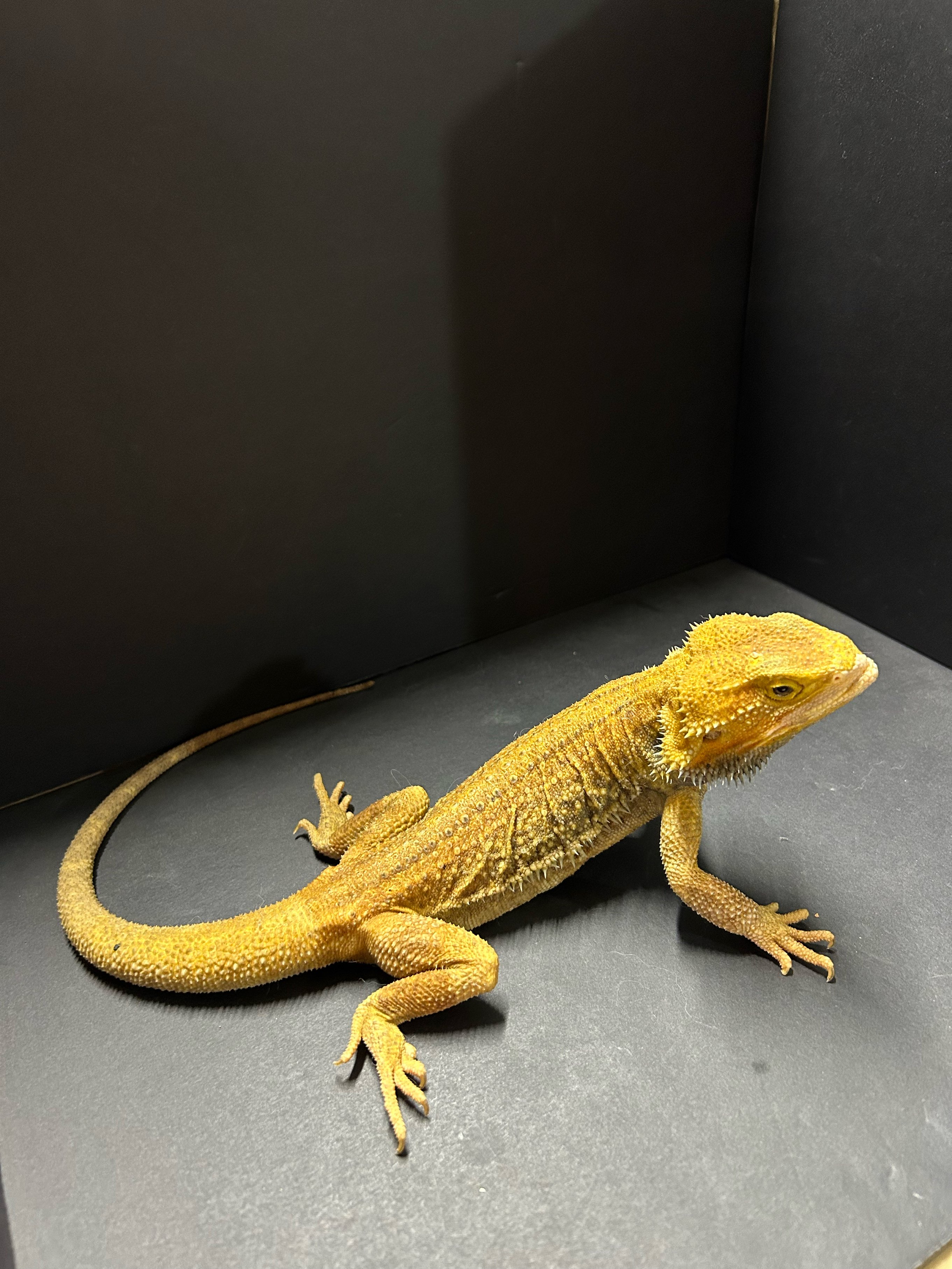 価格の安いフトアゴヒゲトカゲ シトラスイエロー ※顎ずれ ♂ / アクア