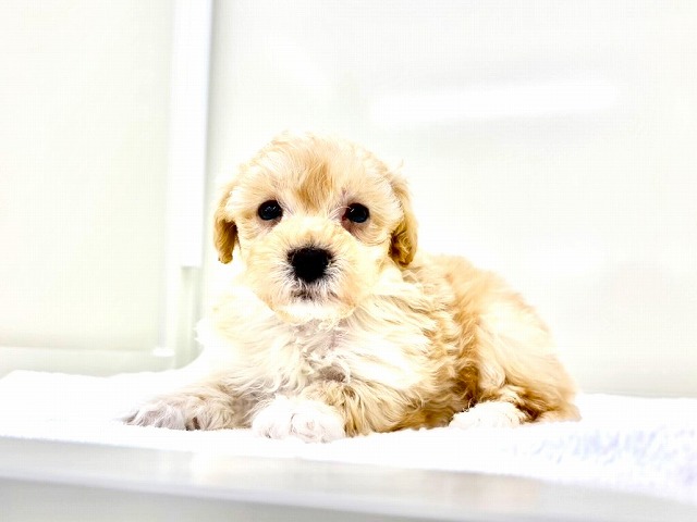 価格の安いMIX犬（父：マルチーズ母：トイプードル）♂ 激カワ動画UP