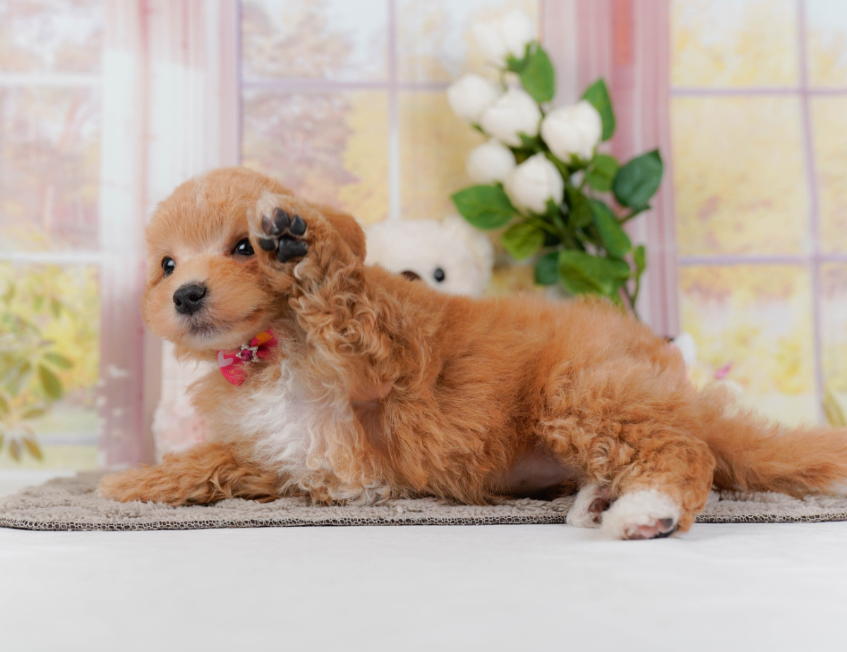 価格の安いマルプー(母トイプードル×父マルチーズ)♀ 好奇心旺盛でお