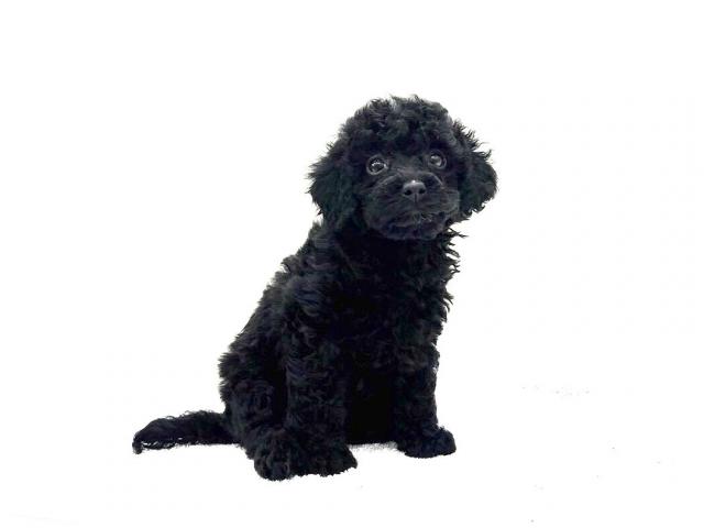 MIXトイプードル×マルプー088 - 子犬や子猫たちのペット販売情報が満載