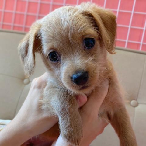 MIX💕今だけオータム特価！元気いっぱい⭐チワプーちゃん💕 - 子犬や