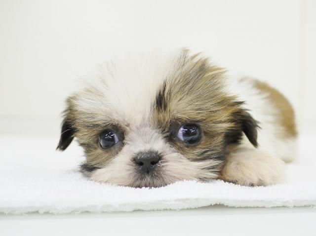 シーズー - 子犬や子猫たちのペット販売情報が満載「ペットステーション」