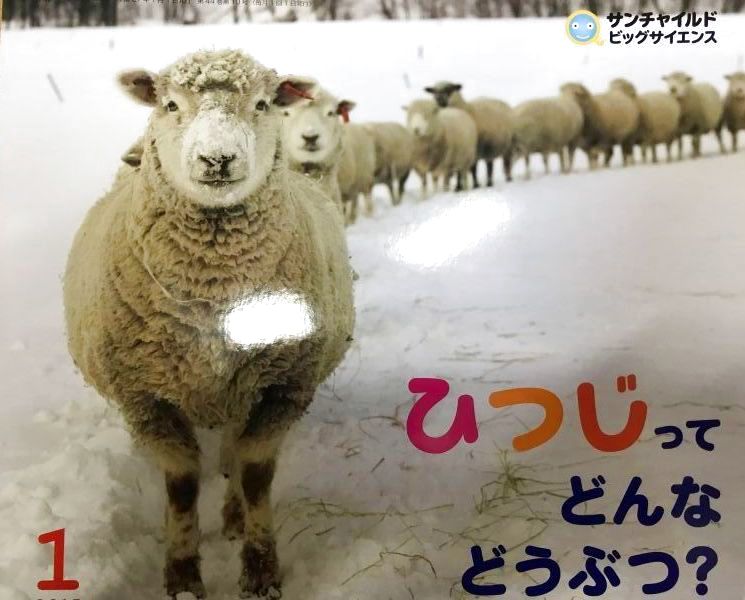 楽しい本！「ひつじってどんなどうぶつ？」 - ペレンデール鎌倉NETSHOP