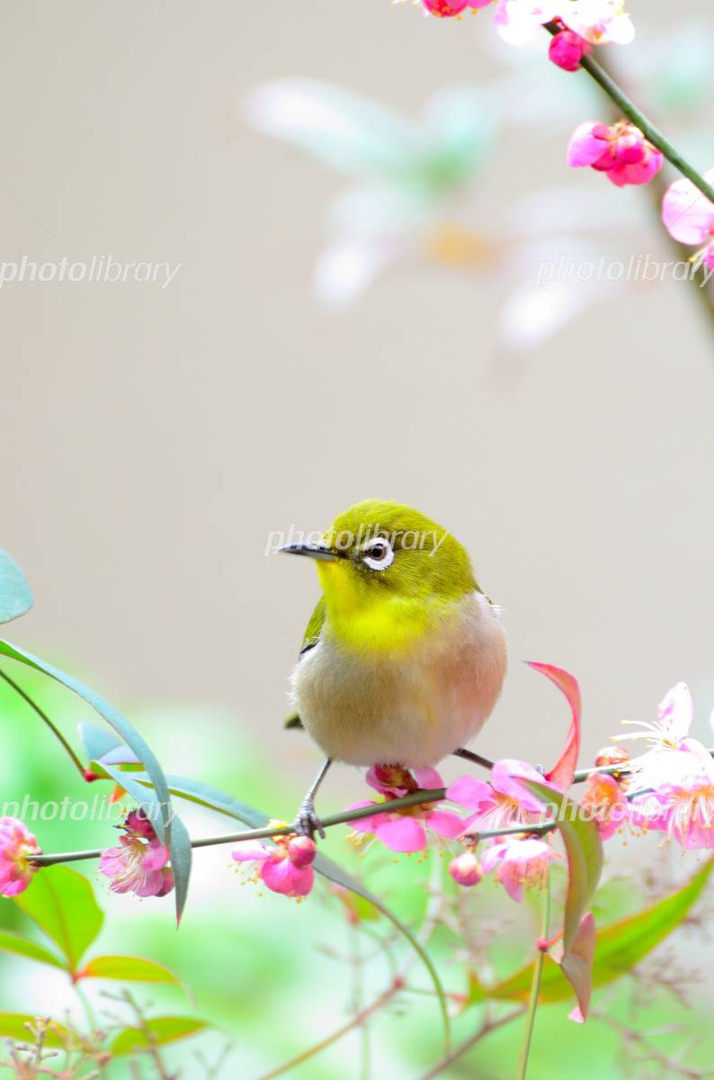 メジロと紅梅 写真素材 [1261008] - フォトライブラリー