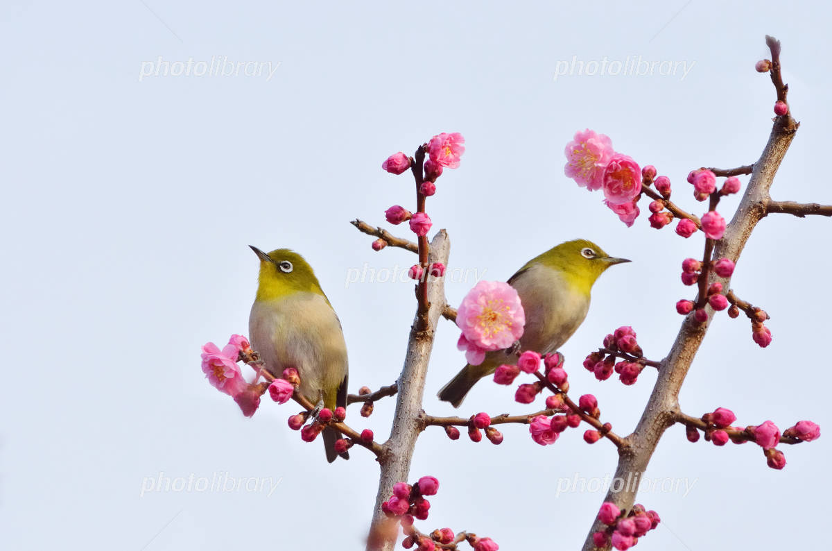 2羽のメジロと紅梅 写真素材 [4189067] - フォトライブラリー