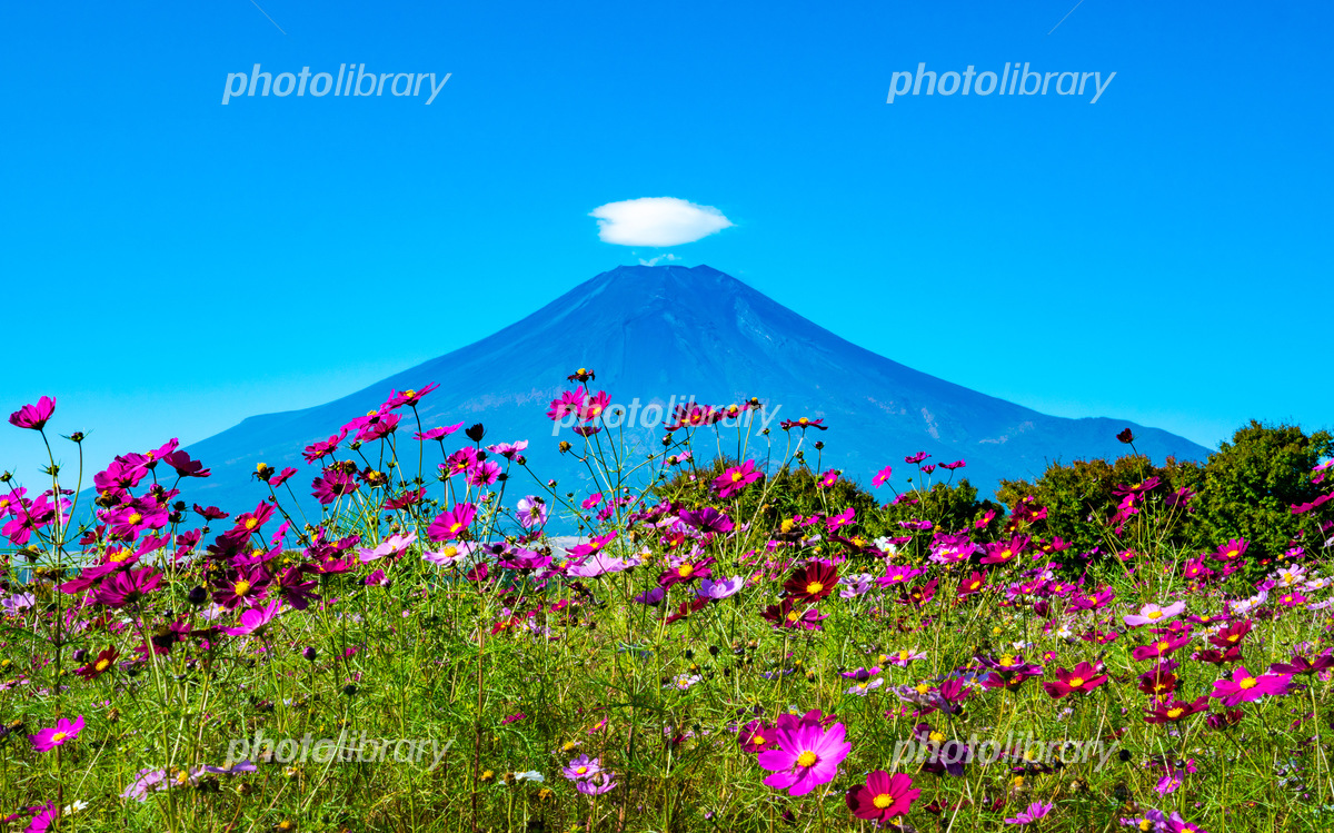 コスモス畑と富士山 写真素材 [5304909] - フォトライブラリー