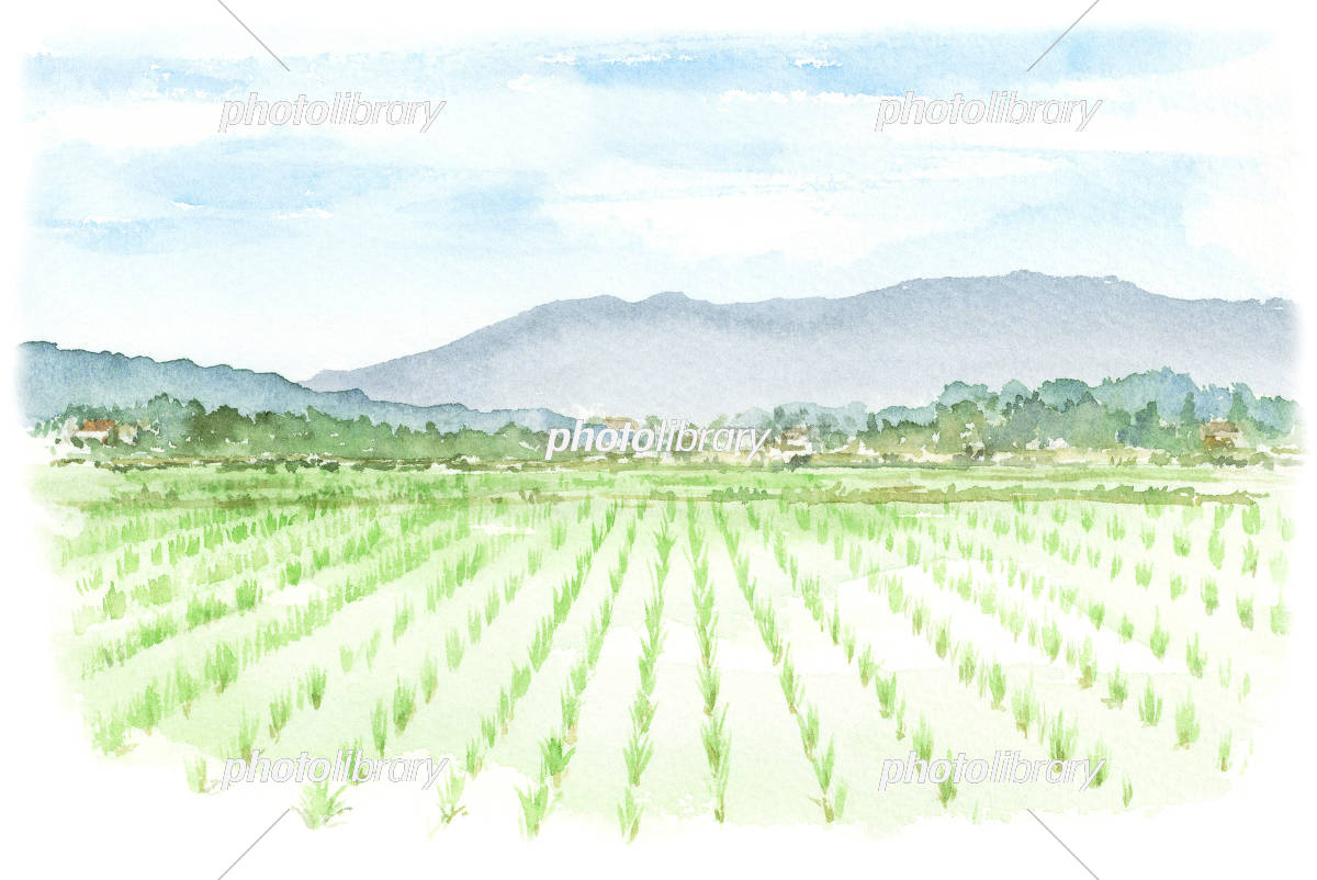水田 田園風景 水彩イラスト イラスト素材 [6173253] - フォトライブラリー