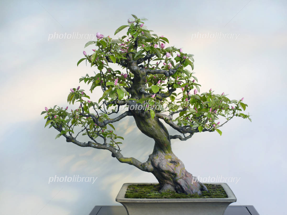 花梨 盆栽 写真素材 [3067725] - フォトライブラリー