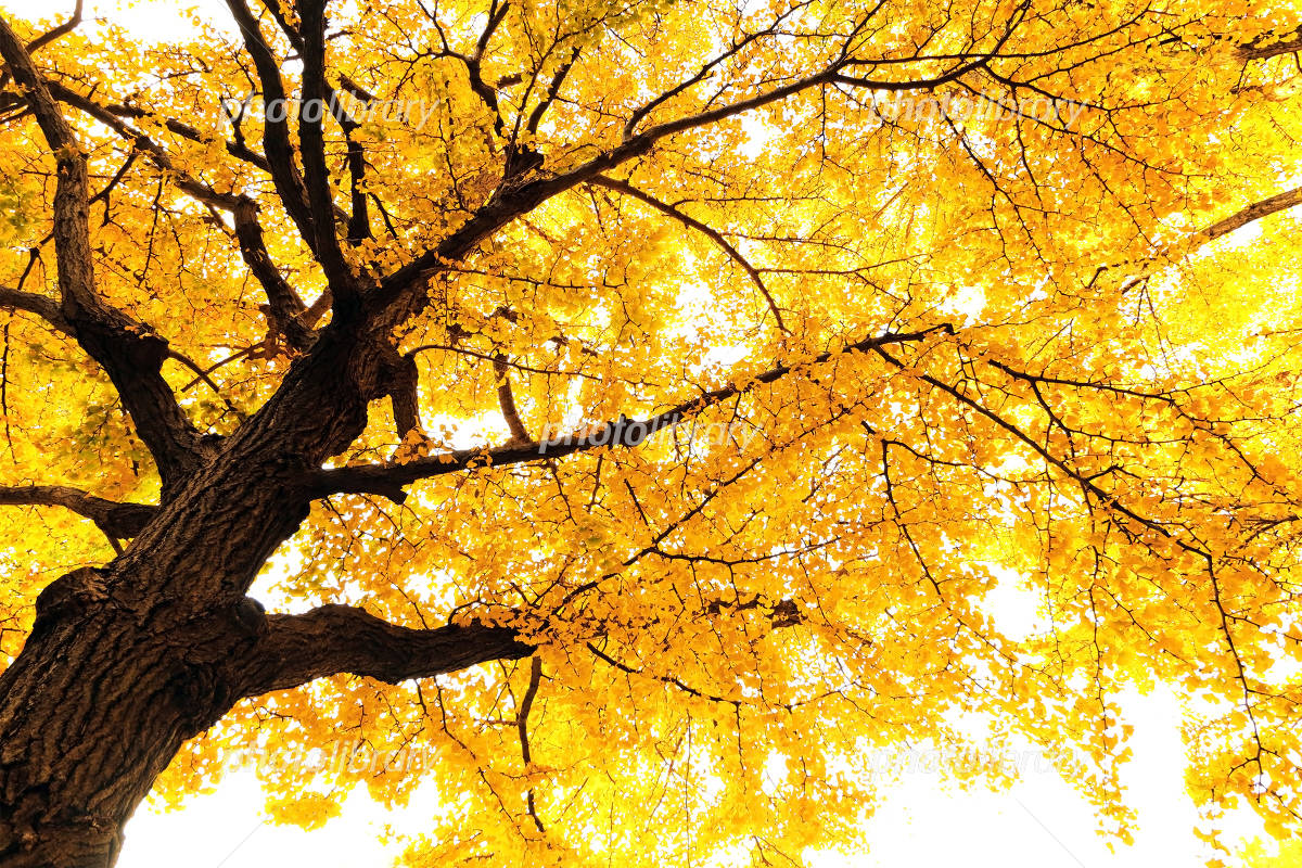 秋の銀杏 写真素材 [4939432] - フォトライブラリー