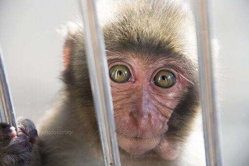 お猿さん 写真素材 [203189] - フォトライブラリー
