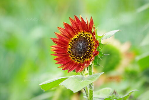 赤いひまわり ひまわり 赤色のヒマワリ 写真素材 [884314] - フォト