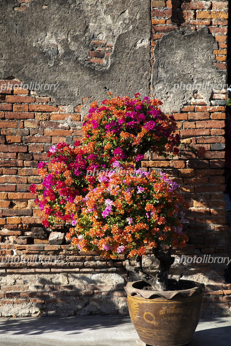夕日に映えるブーゲンビリアの鉢植え 写真素材 [6657009] - フォト