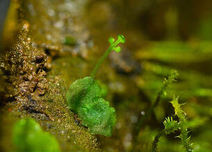 ベニシダの前葉体から発芽した胞子体 写真素材 [6818003] - フォト