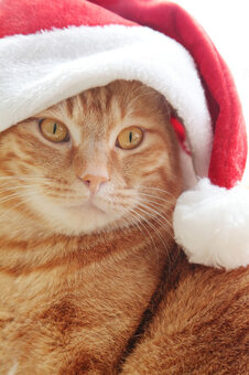 茶トラ猫とサンタ帽 写真素材 [1724440] - フォトライブラリー