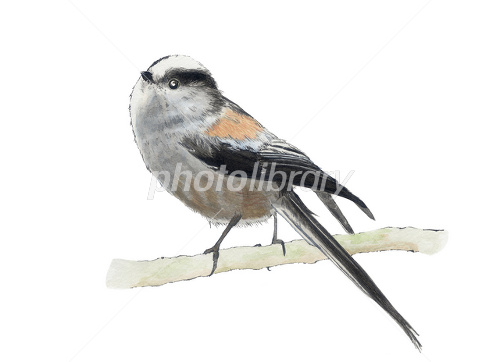 鳥の絵 エナガ イラスト素材 [1806015] - フォトライブラリー