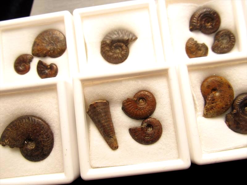 ◇ドイツ・ミュンヘン展示会商品◇化石◇ケース付き◇1個180円◇ミニ