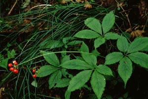 トチバニンジン | 公益社団法人 日本薬学会