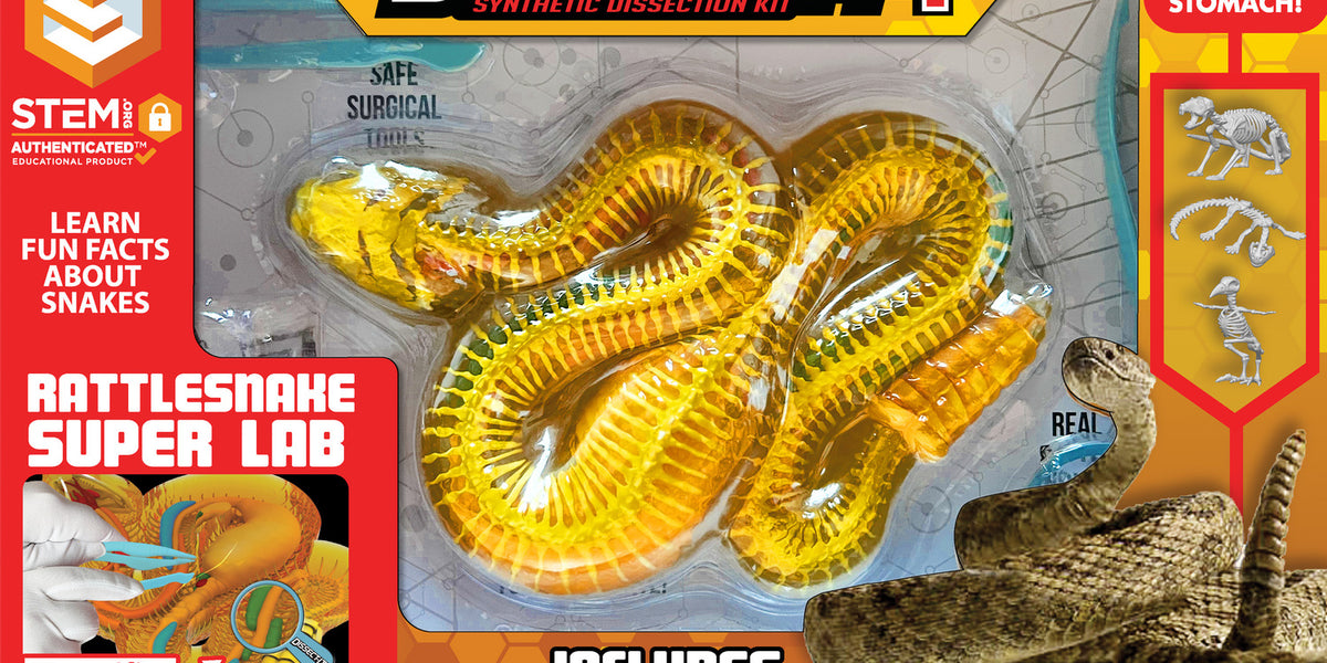 Dissect-It® Rattlesnake Super Lab — Piccolo Mondo Toys