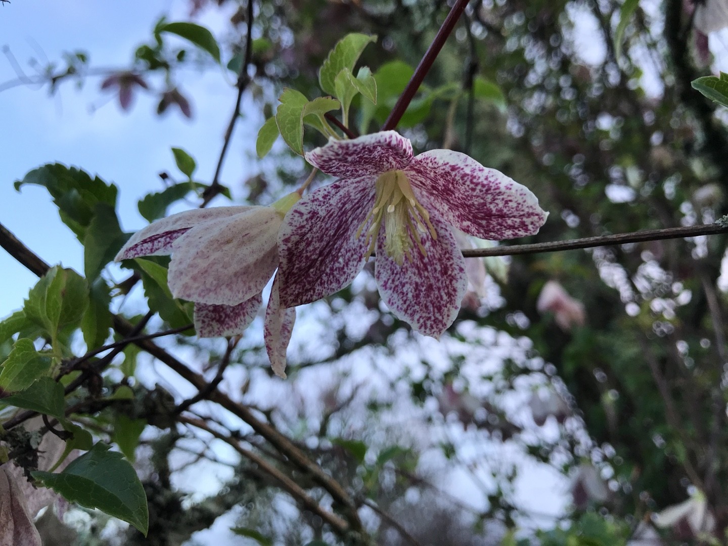 クレマチス・シルホサ 'Freckles'の育て方・栽培方法