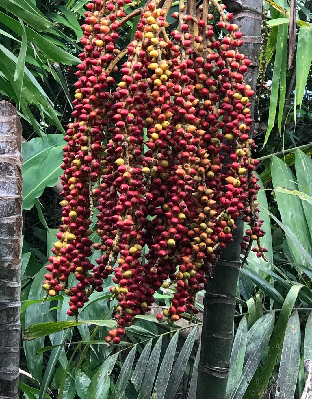ニカウヤシ (ケア, 特徴, 花, 画像)