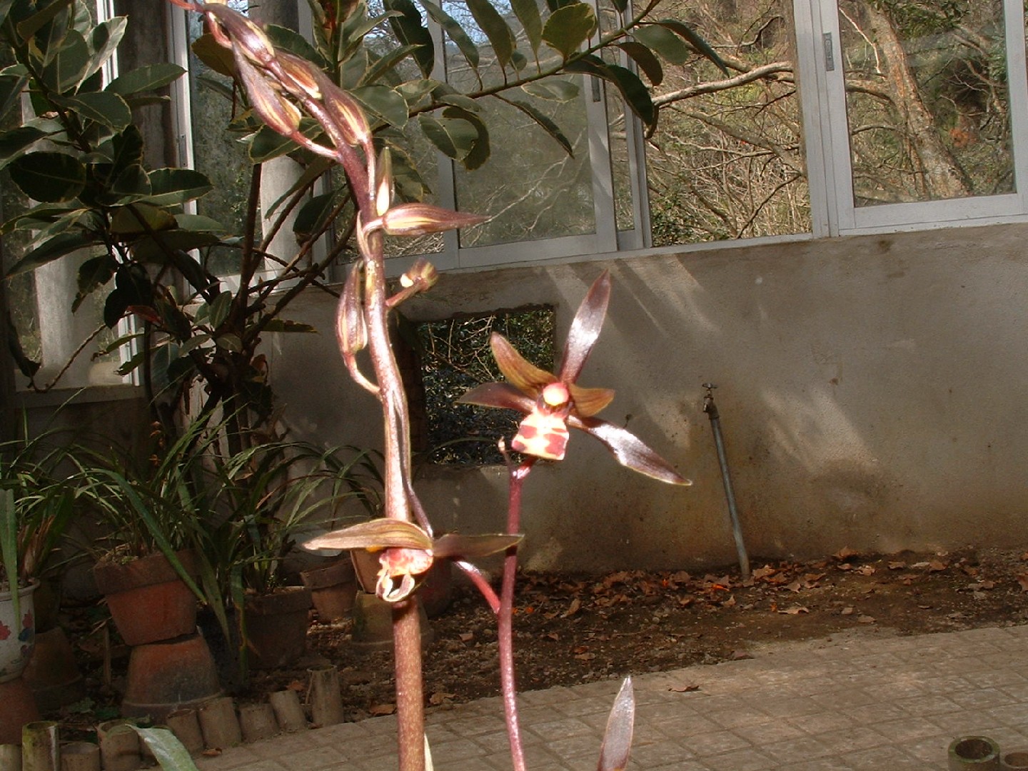 ホウサイラン（報歳蘭） (ケア, 特徴, 花, 画像)