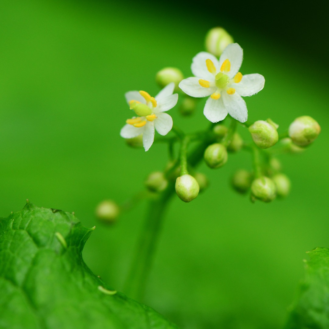 ホウサイラン（報歳蘭） (ケア, 特徴, 花, 画像)