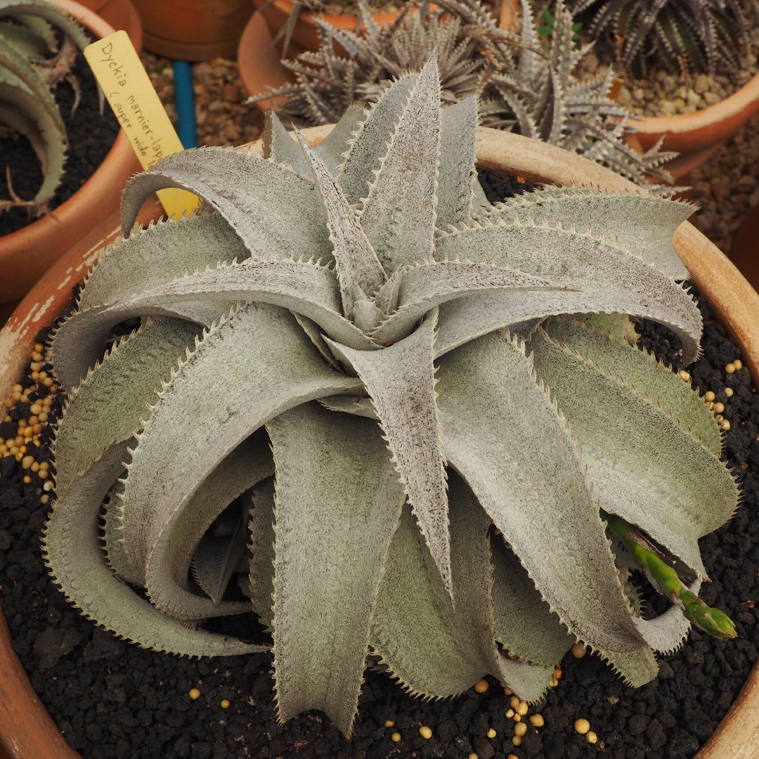 Dyckia marnier-lapostollei - PictureThis