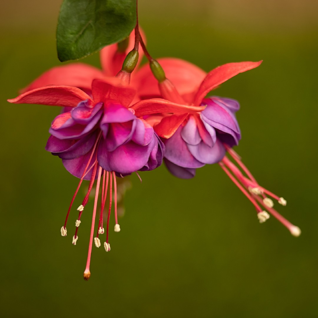 フクシア 'ダークアイズ' (Fuchsia 'Dark Eyes') - PictureThis