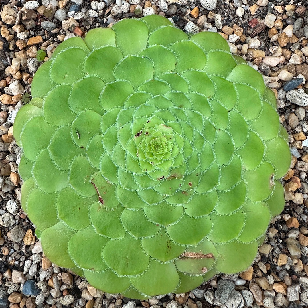 アエオニウム属 (分類, 特徴, 分布, 画像)