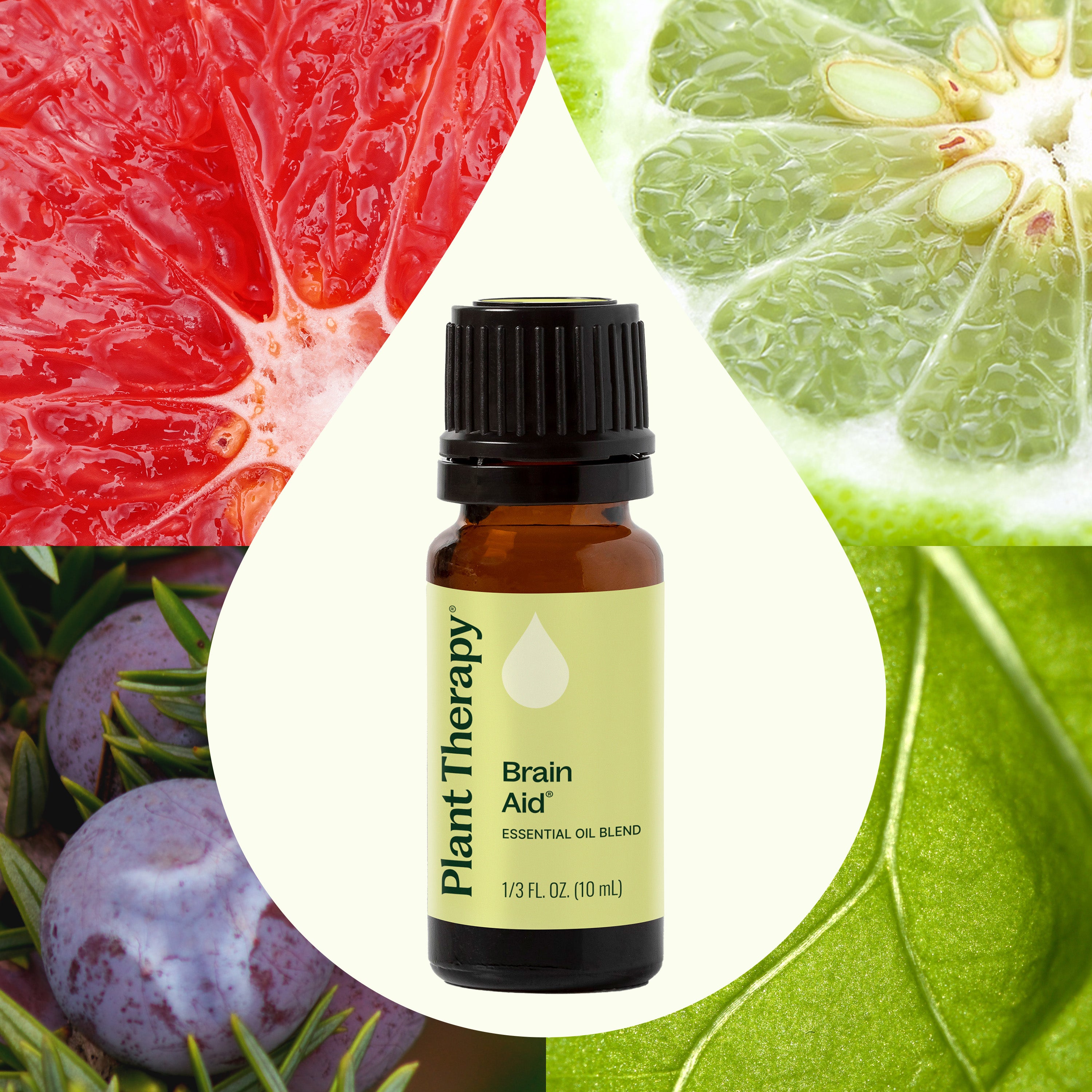 Brain Aid Essential Oil Blend – Plant Therapy