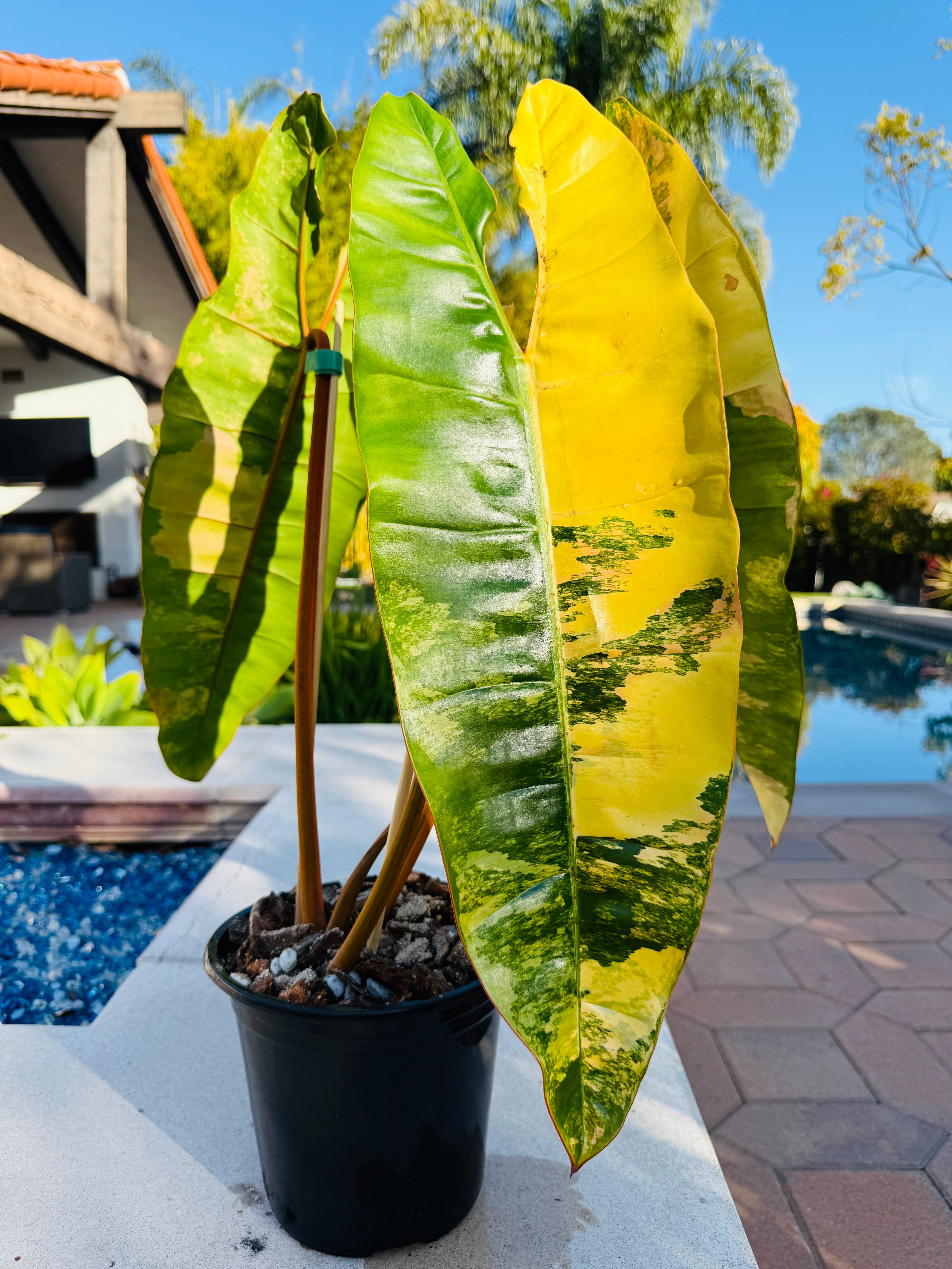 Philodendron Billietaie Variegated & Highly Variegated – Plant Vault