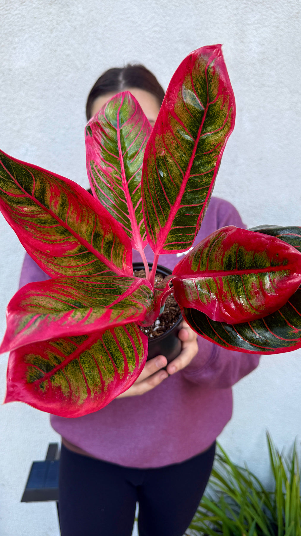 Aglaonema Khanza - Rare – Plant Vault
