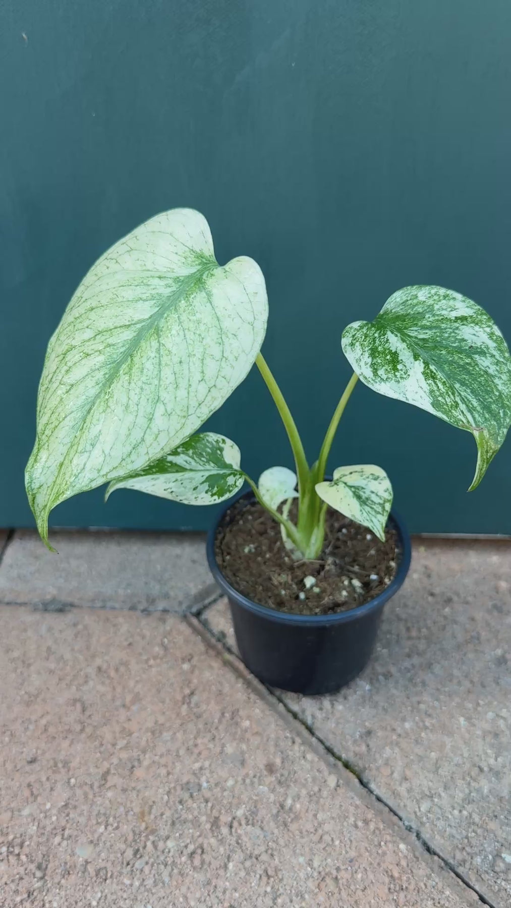 Monstera Mint Variegated (Large Rare Plant!) – Plant Vault