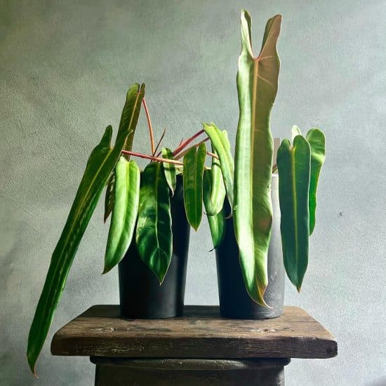 Philodendron Spiritus-Sancti Care and Growing Guide | Plantcarefully