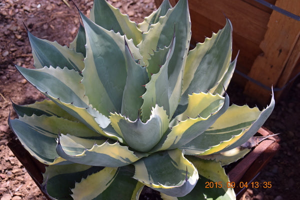 Agave ovatifolia Orca | Orca Whale's Tongue Century Plant
