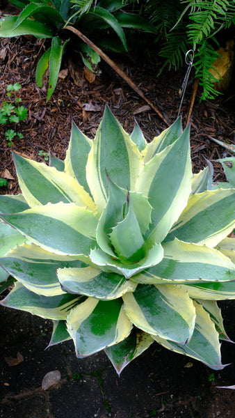Agave ovatifolia Orca | Orca Whale's Tongue Century Plant