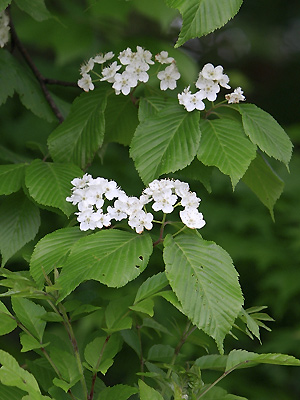 アズキナシ【植物検索・撮れたてドットコム】
