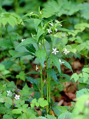 タデスミレ【植物検索・撮れたてドットコム】