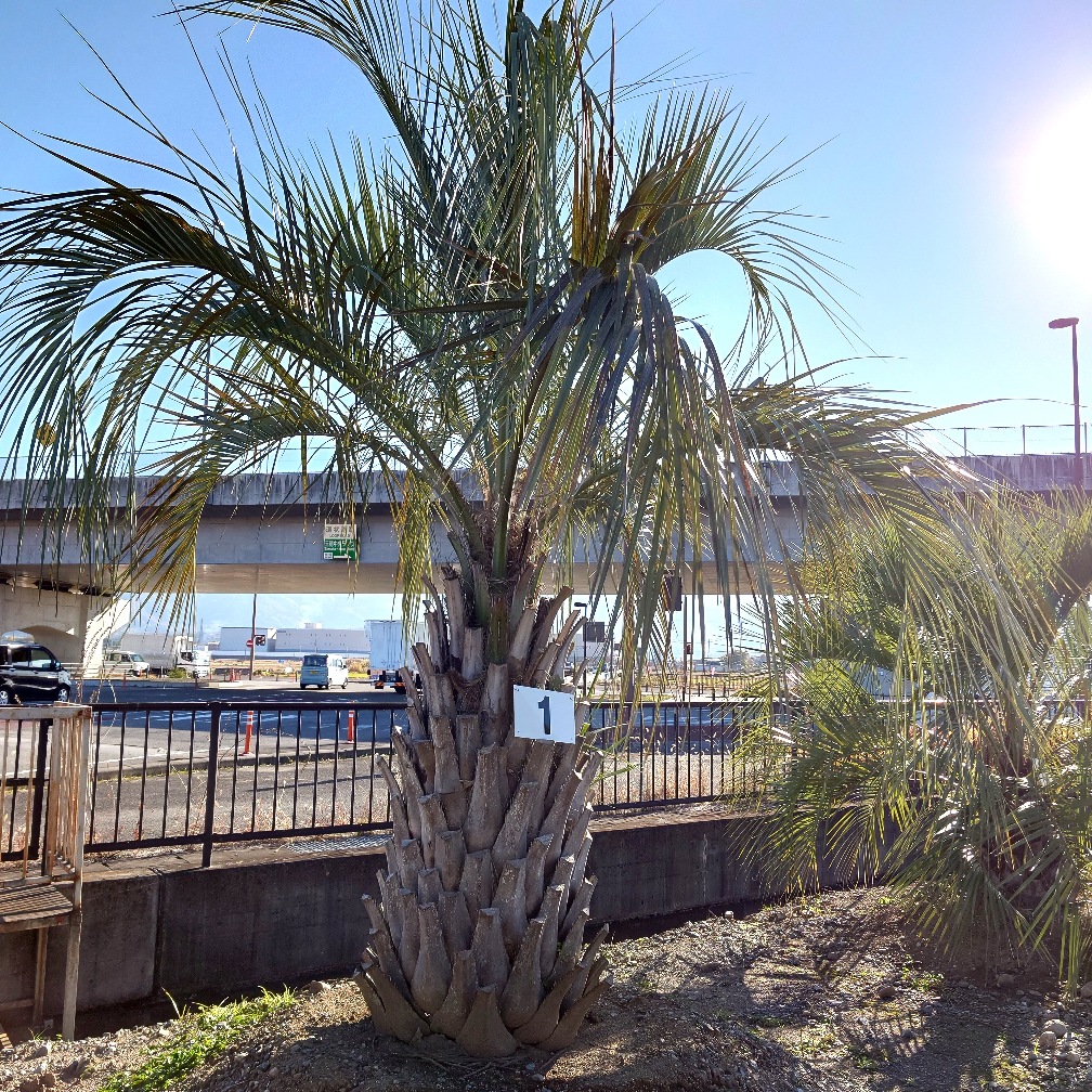 ココスヤシ1※シルバーリーフ｜Play Garden（株式会社プレイガーデン）